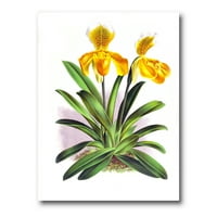 Жолта гроздобер орхидеја сликарство платно уметнички принт