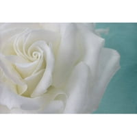 Чистота на белата роза сликарство печатење на завиткано платно