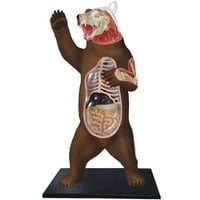 Модел на анатомија на поларна мечка
