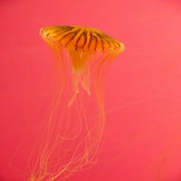 Медуза-Шед Аквариум-Чикаго-Илиноис-САД Од Ана Милер