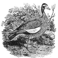 Феругинозна патка. Гравирање на дрво, почетокот на 19 век. Печатење на постер од