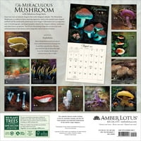 Чудесниот Ѕиден Календар На Печурки: Со Чудесни Габи Факти
